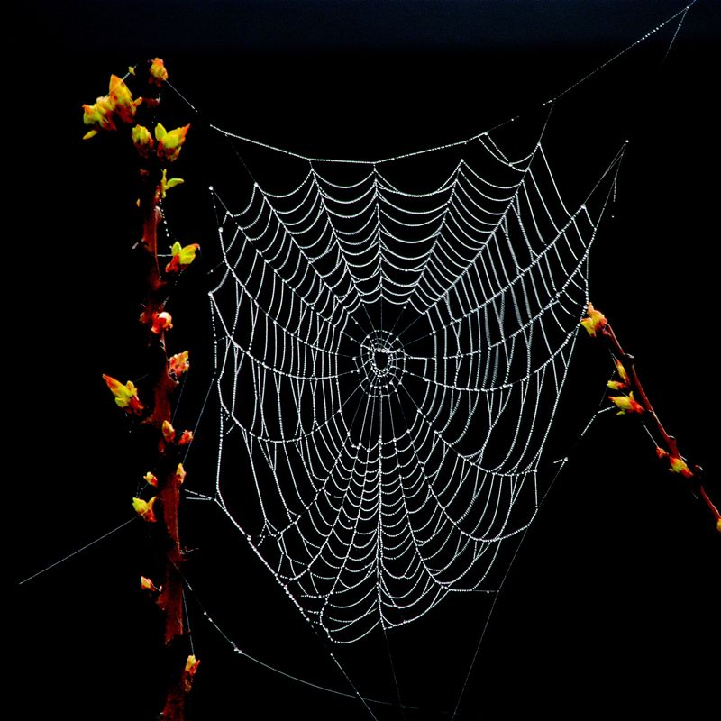 web